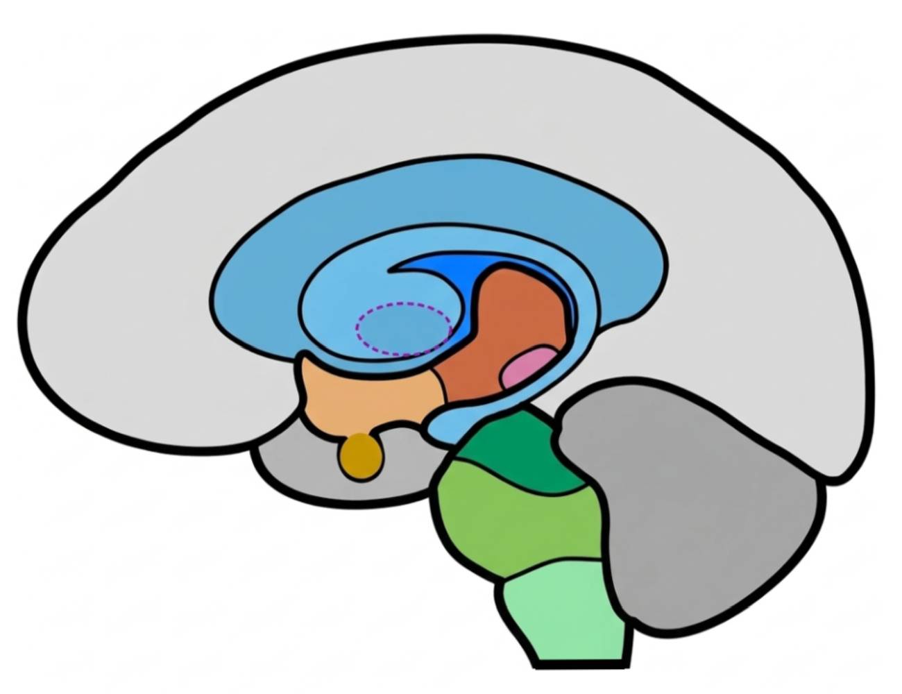 脳の断面構造図
